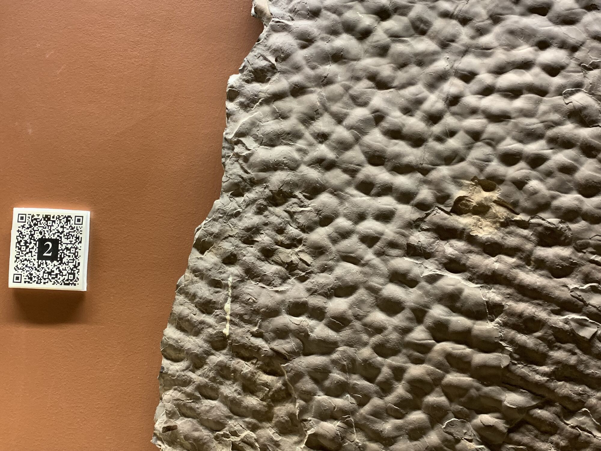 Amherst Museum Exhibit: Skin Imprints