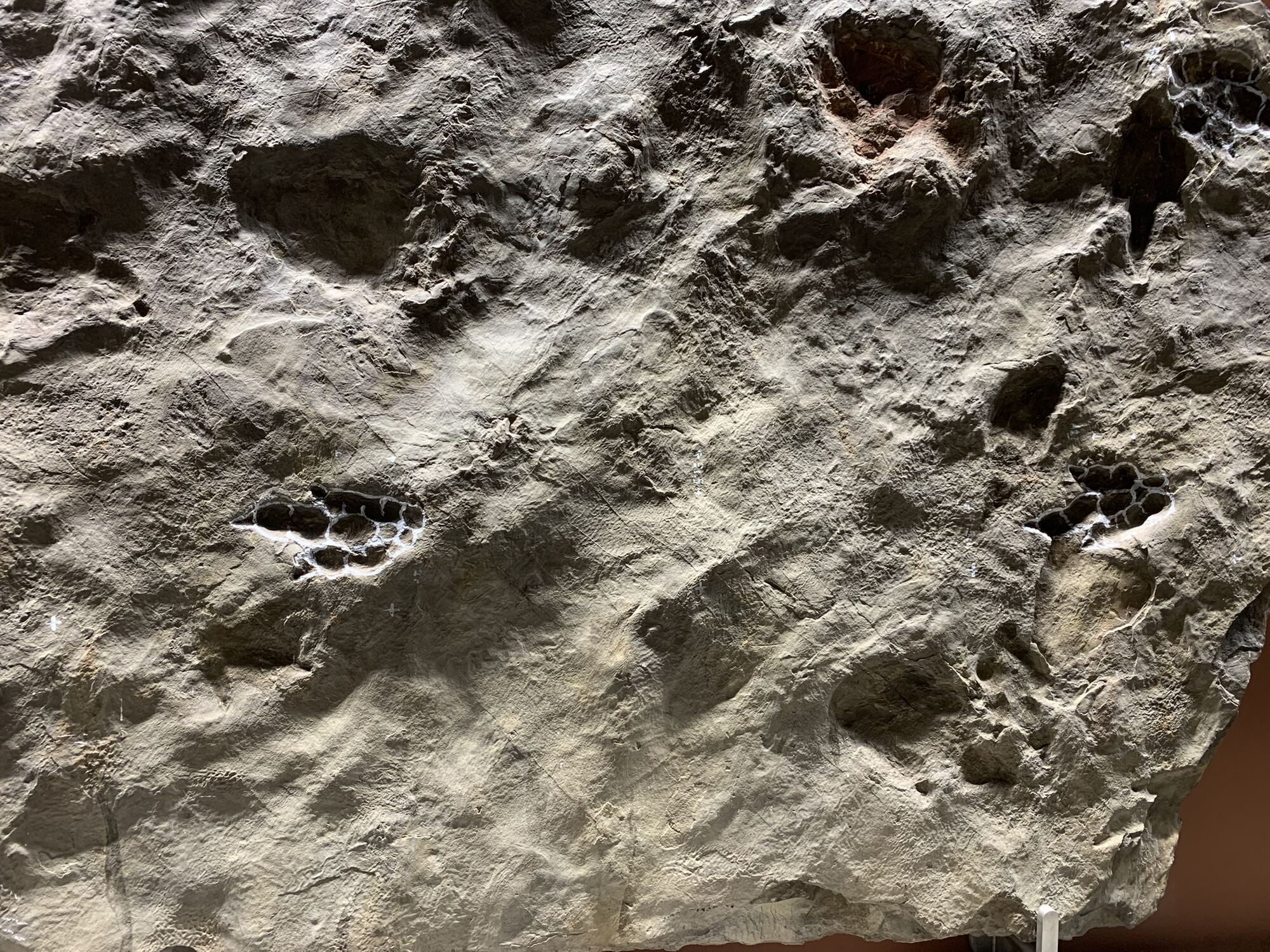 Amherst Museum Exhibit: Horse Fossil, photo 2
