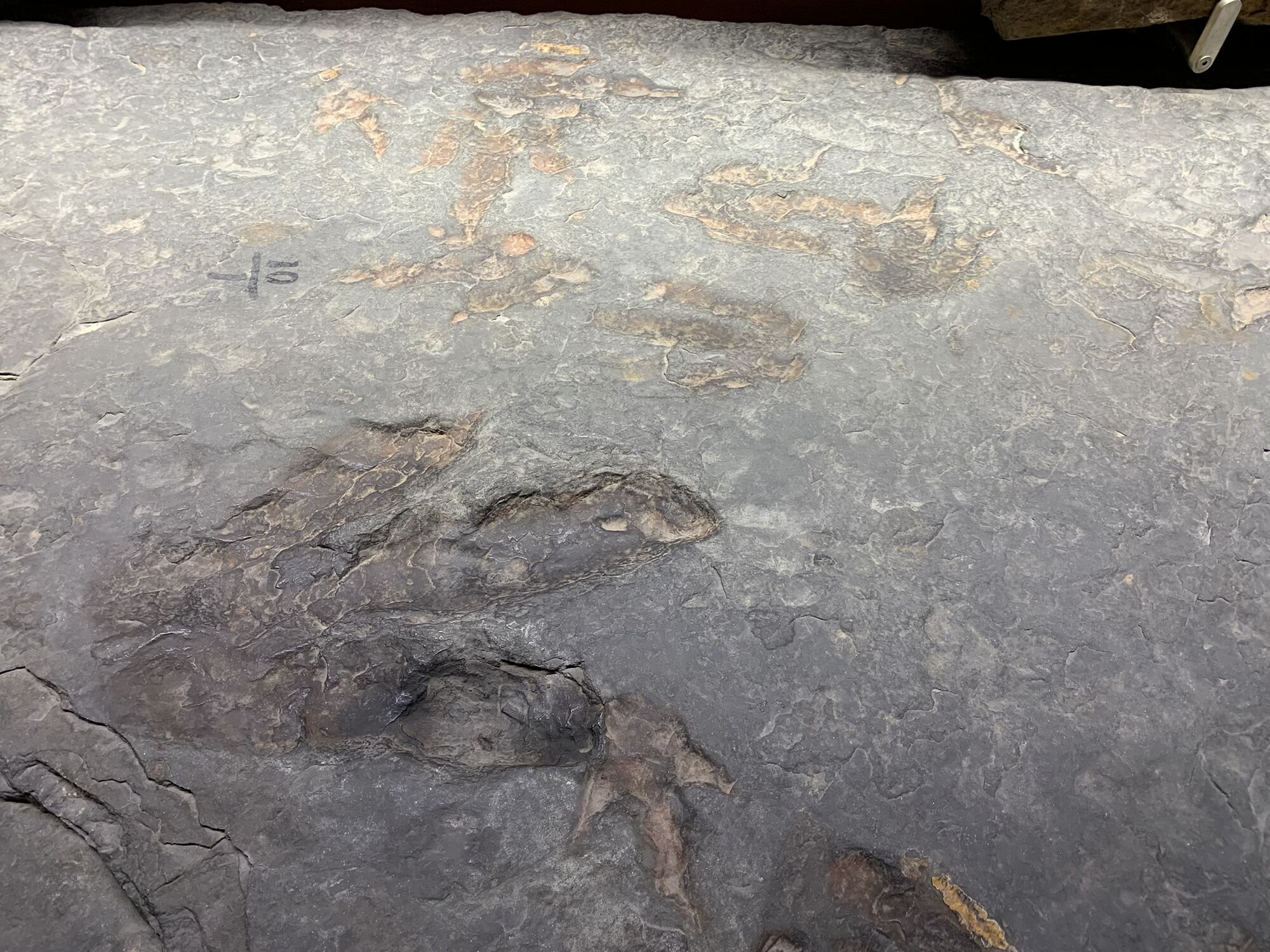 Amherst Museum Exhibit: Horse Fossil, photo 3