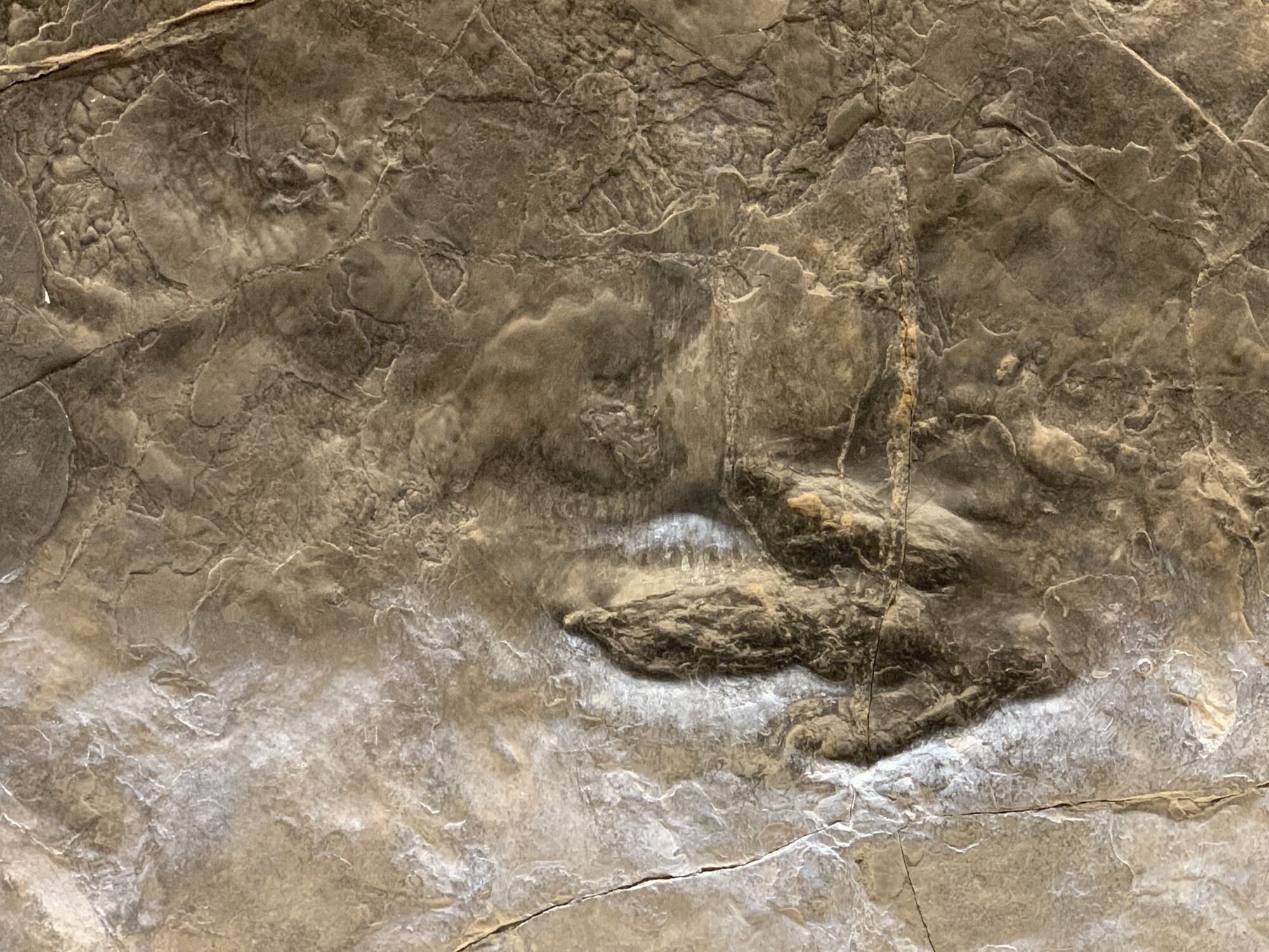 Amherst Museum Exhibit: Skin Imprints, photo 3