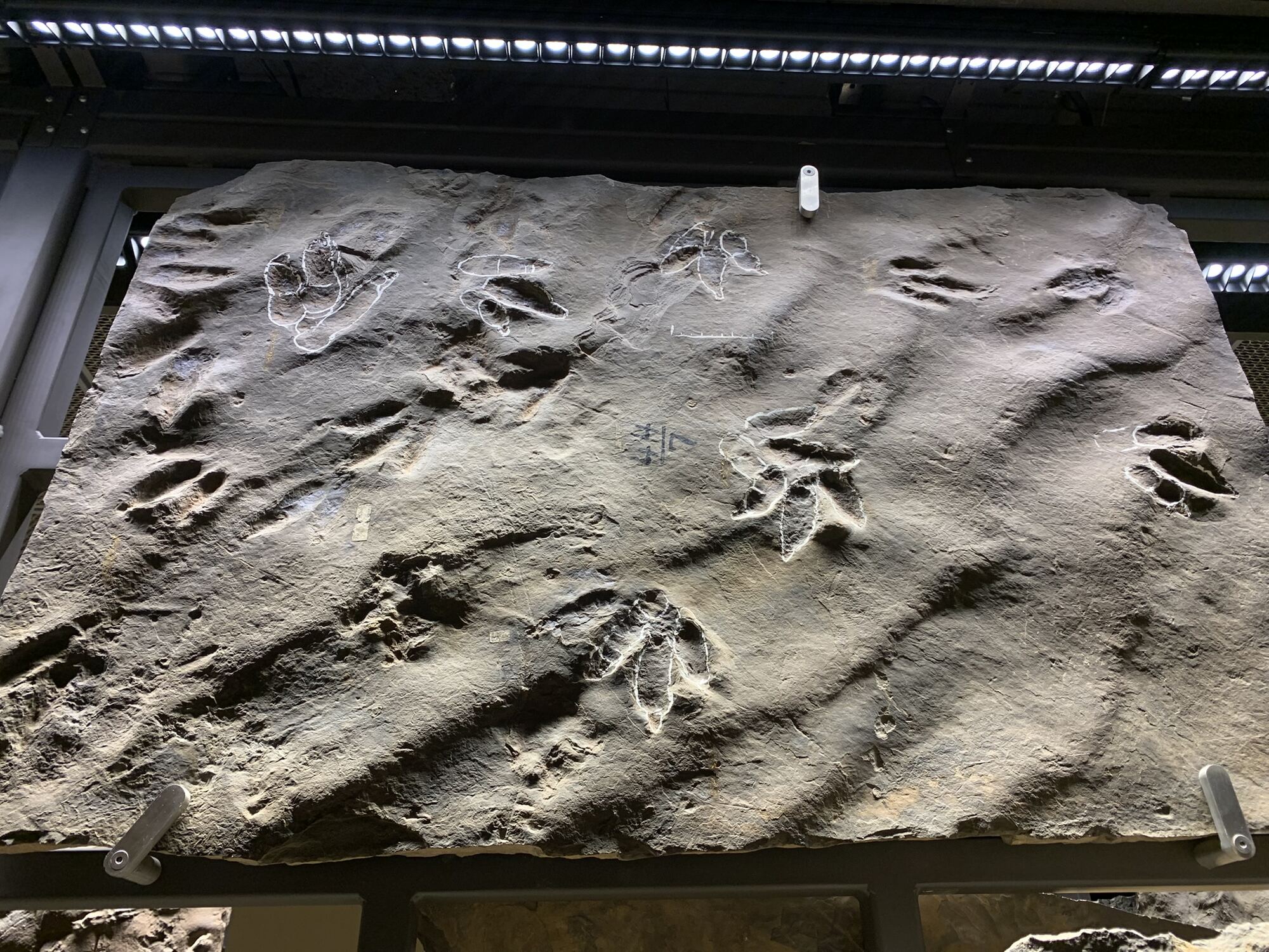 Amherst Museum Exhibit: Skin Imprints, photo 1