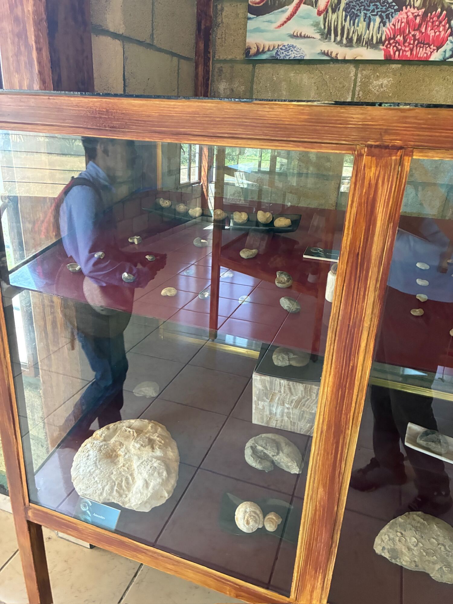 Ammonites