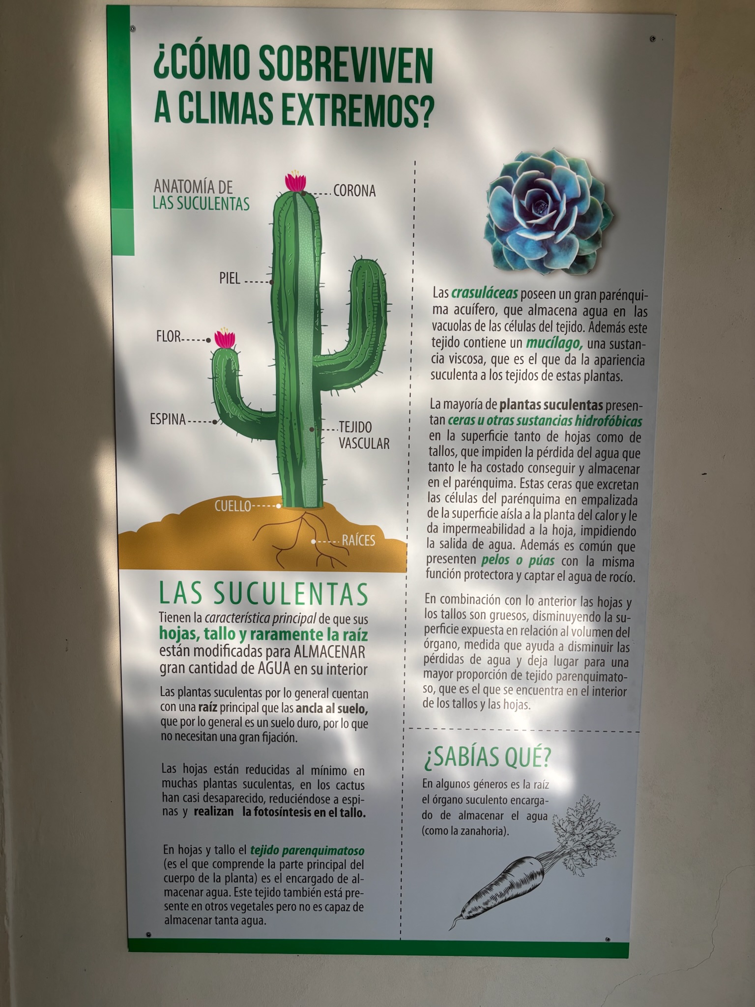 Succulents